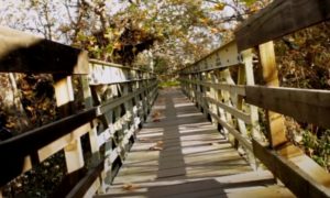 A living wooden bridge leading into the woods